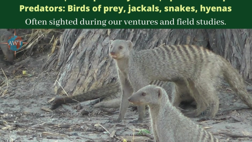 Mongoose
